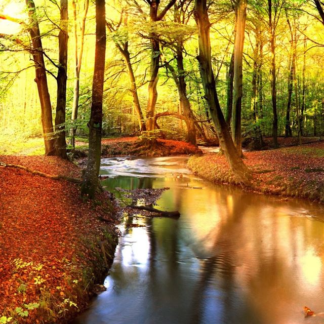 1024x1024 Creek In The Forest - tree iPad Wallpaper