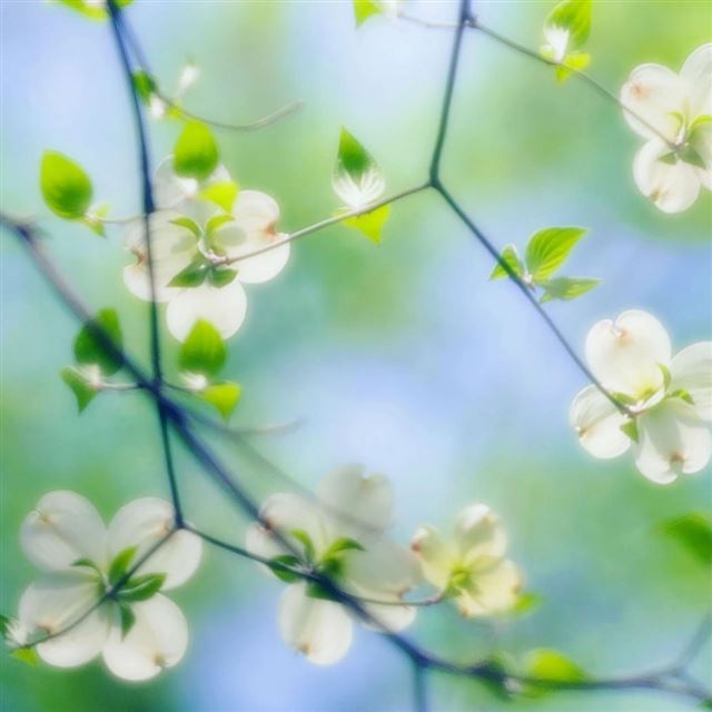 1024x1024 White Dogwood Blossoms - cyan iPad Wallpaper