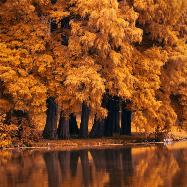1024x1024 autumn fall nature 4k - deviantart iPad Wallpaper