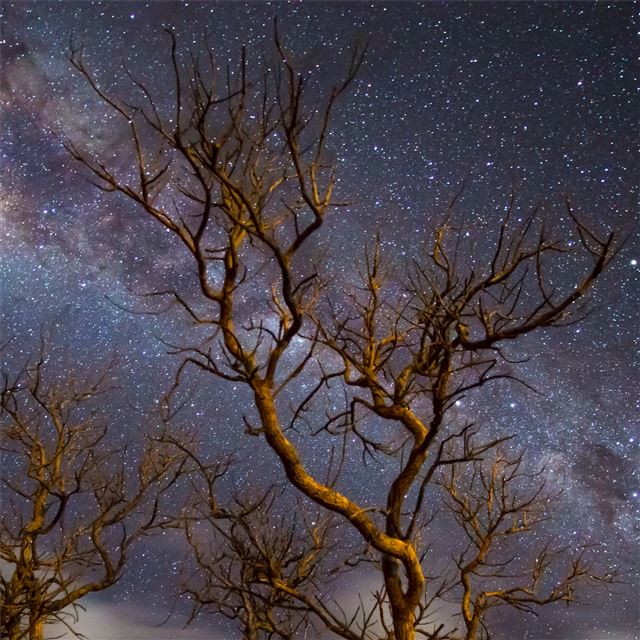 1024x1024 milky way galaxy tree dark 4k - scifi iPad Wallpaper