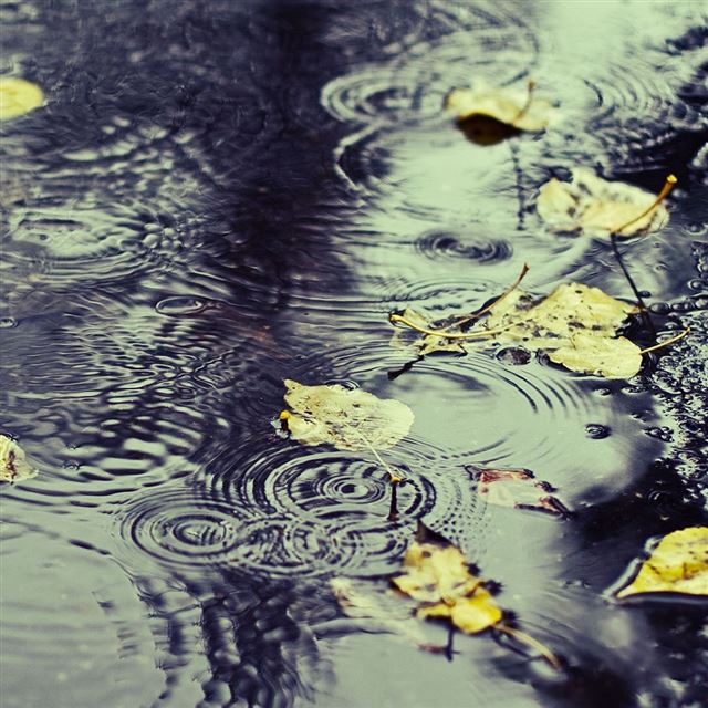 1024x1024 Water And Yellow Leaves - rain iPad Wallpaper