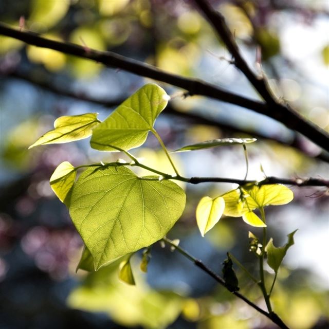 1024x1024 Tree Leaves Bokeh - tree iPad Wallpaper