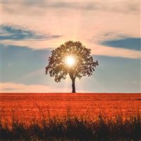 sun rays behind tree nature 5k wallpaper