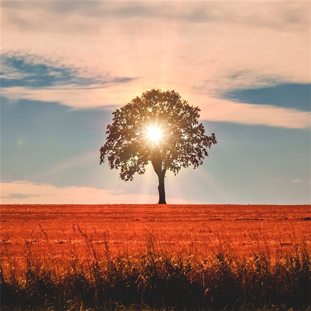 1024x1024 sun rays behind tree nature 5k - 5k iPad Wallpaper