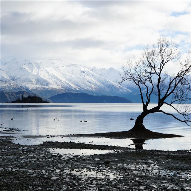 1024x1024 alone tree snow lake mountain landscape 5k - tree iPad Wallpaper