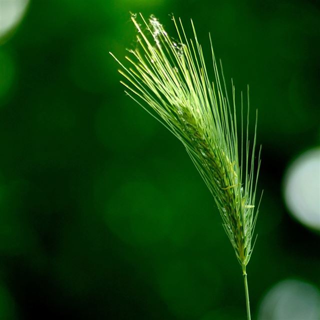 1024x1024 Natural Green For Awn - cyan iPad Wallpaper