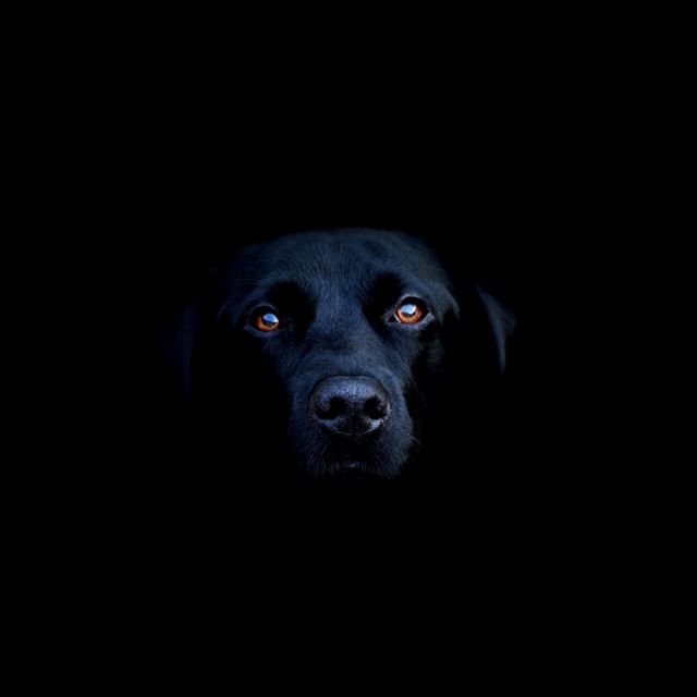 1024x1024 Black Dog - head iPad Wallpaper