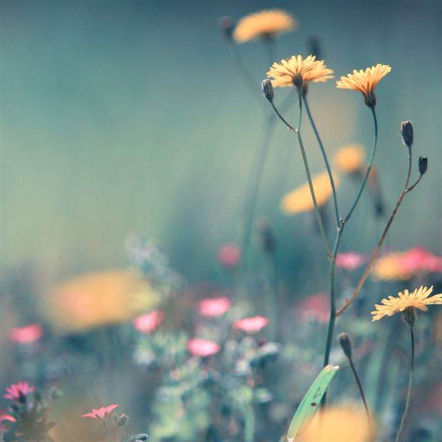 1024x1024 Dandelion flowers - yellow iPad Wallpaper