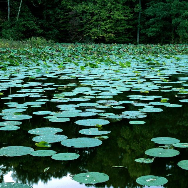 1024x1024 Lake State Park Illinois - lotus iPad Wallpaper