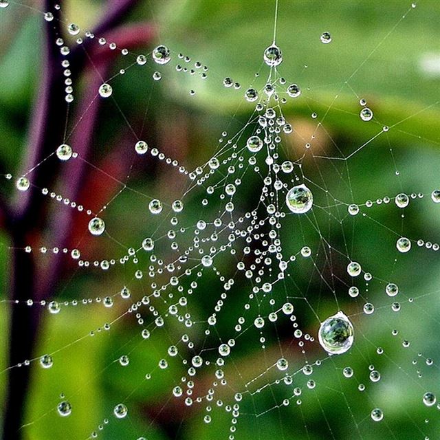 1024x1024 Cobweb - spider iPad Wallpaper