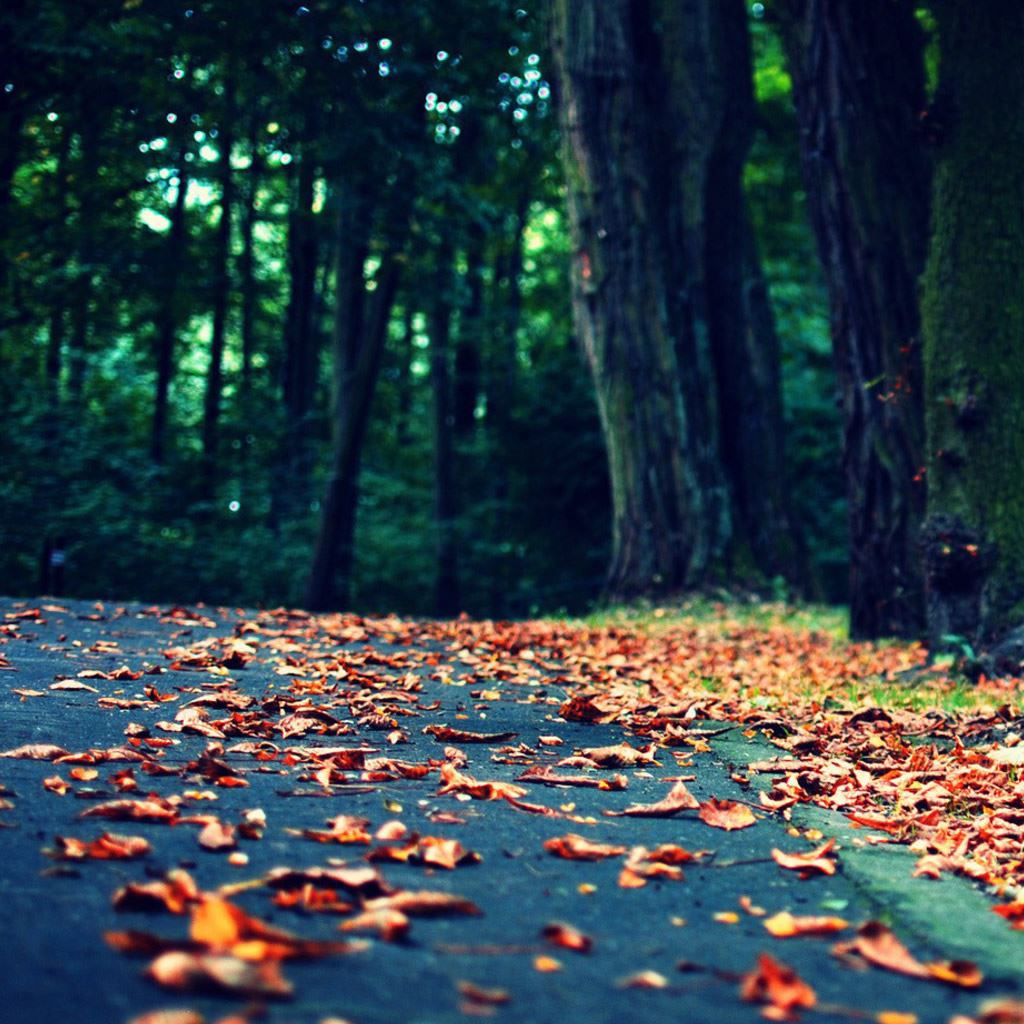 Leaves On The Road iPad Wallpapers Free Download