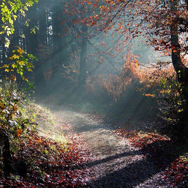 1024x1024 Forest Sunny Way - road iPad Wallpaper