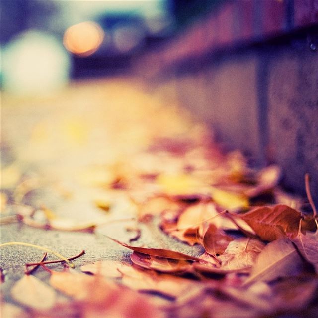 1024x1024 Leaves On The Street - street iPad Wallpaper