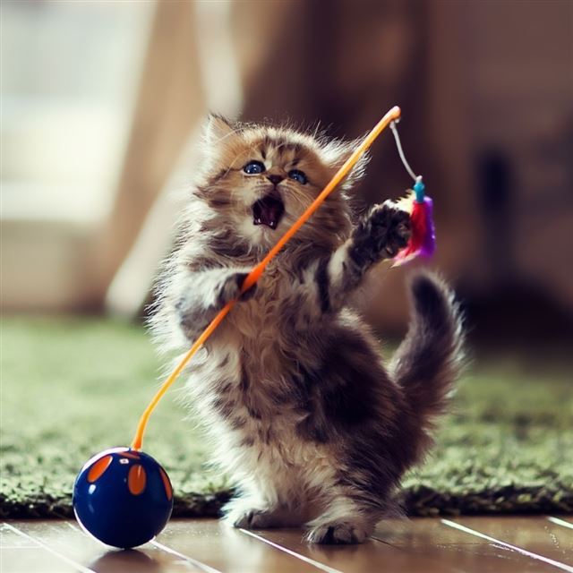 1024x1024 Lovely Playful Kitten - ball iPad Wallpaper