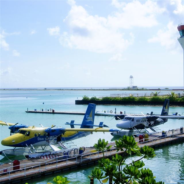1024x1024 Maldives Airport - tree iPad Wallpaper