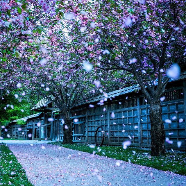 1024x1024 Kariya Park - petals iPad Wallpaper