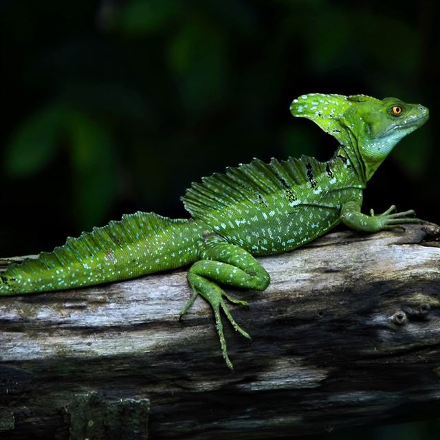 1024x1024 Serious Reptile - reptile iPad Wallpaper