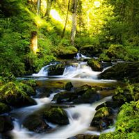 Black Forest Germany wallpaper