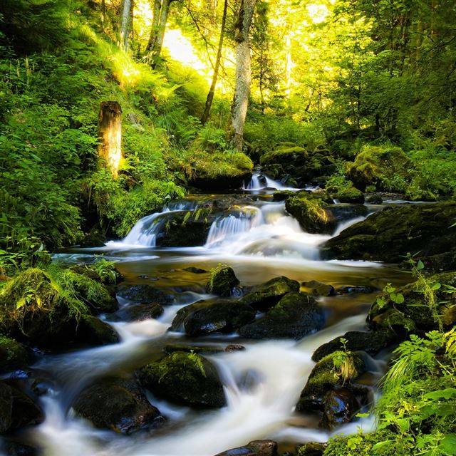 1024x1024 Black Forest Germany - forest iPad Wallpaper