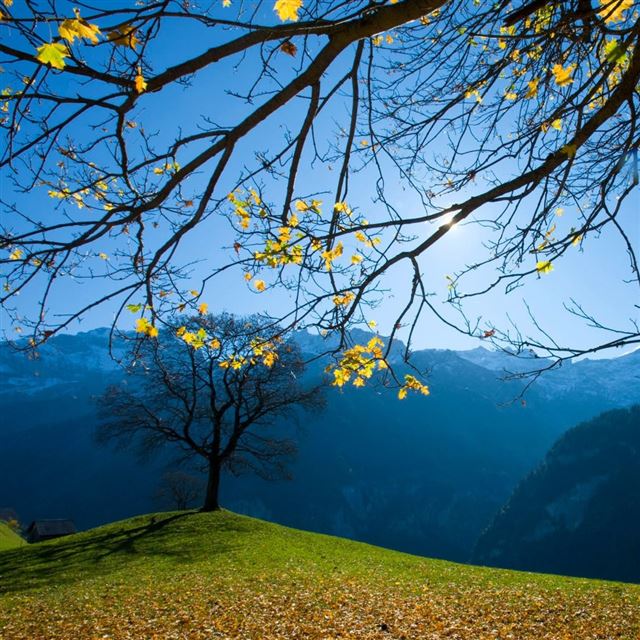1024x1024 Autumn Schachental Switzerland - leafs iPad Wallpaper