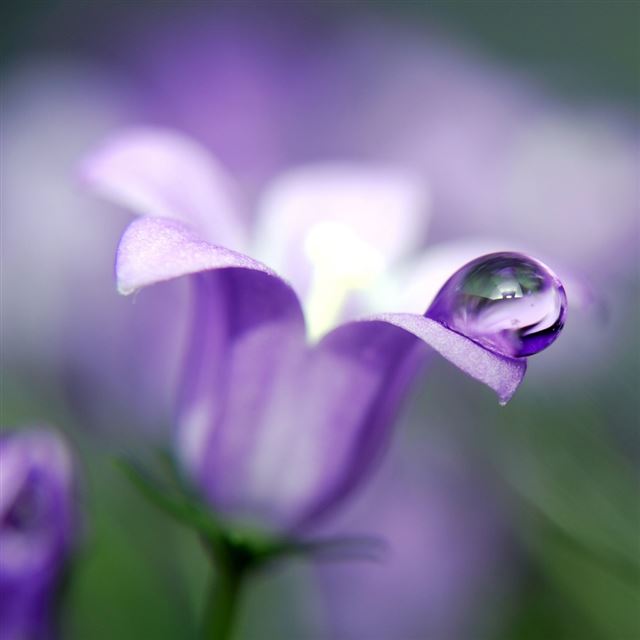 1024x1024 Blue Bell Flower Macro - macro iPad Wallpaper