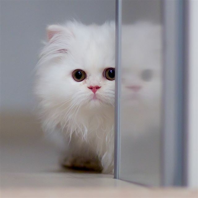 1024x1024 Cute White Cat -  iPad Wallpaper