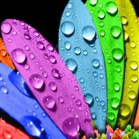 Colorful Flower wallpaper