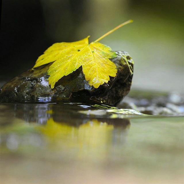 1024x1024 Yellow fallen leaves - stone iPad Wallpaper