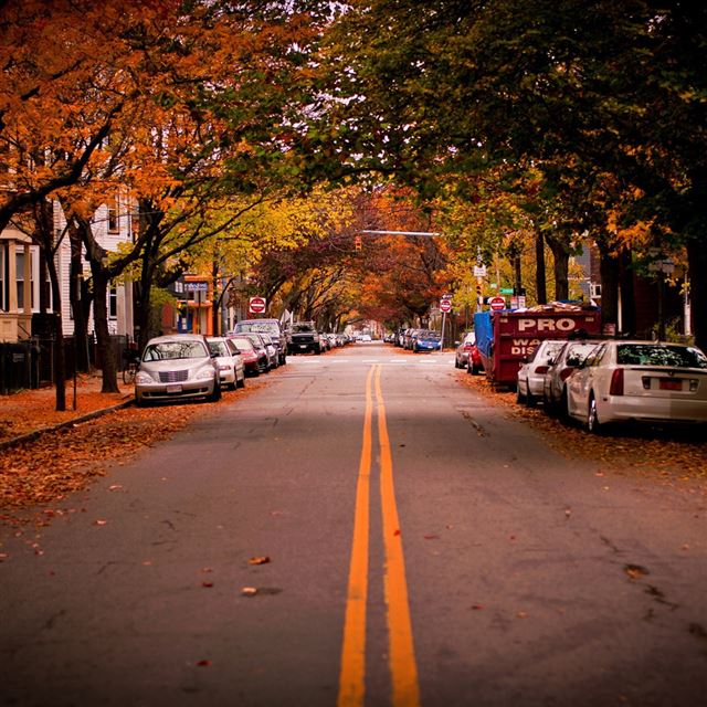 1024x1024 Autumn in City - tree iPad Wallpaper