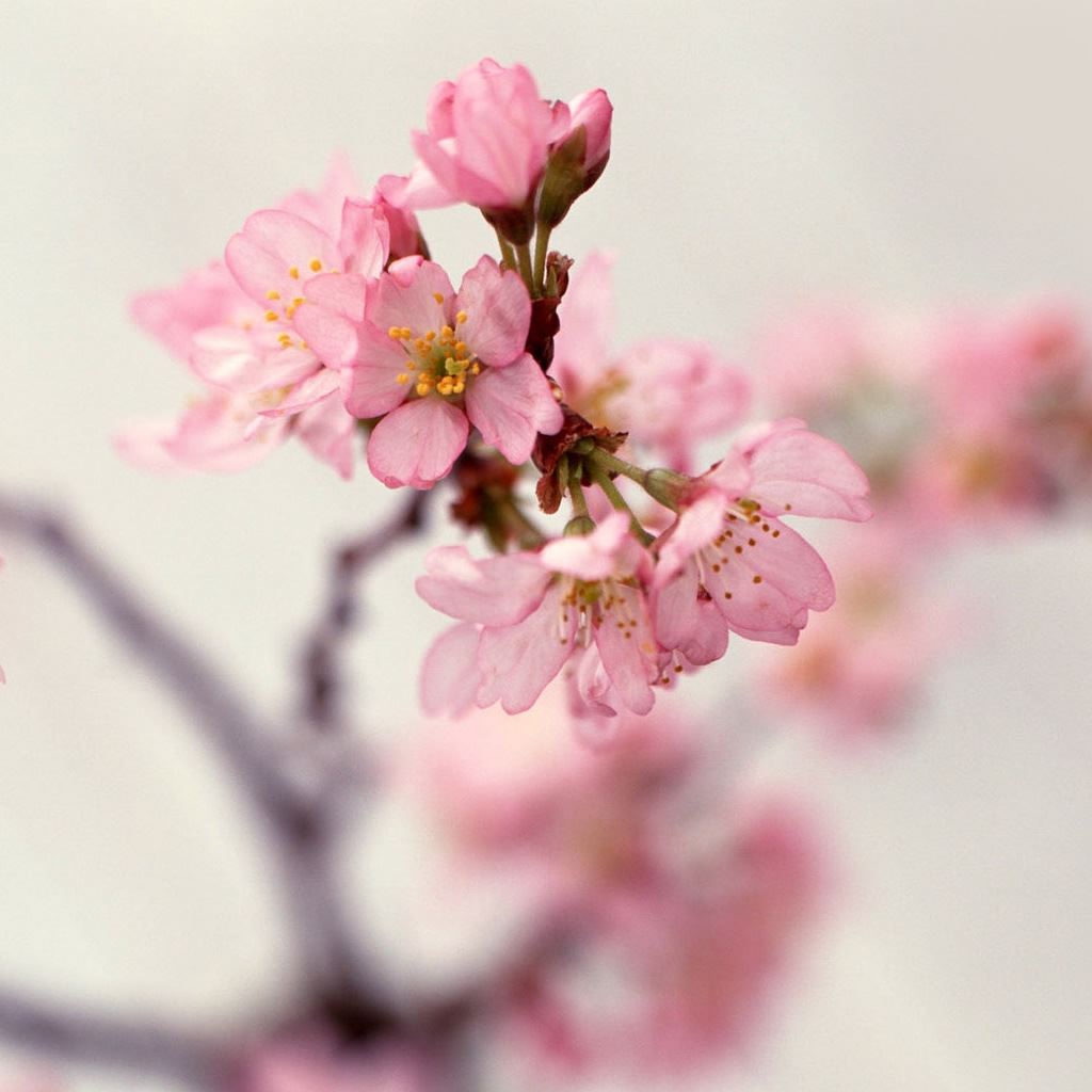 Blossom Twigs iPad Wallpapers Free Download
