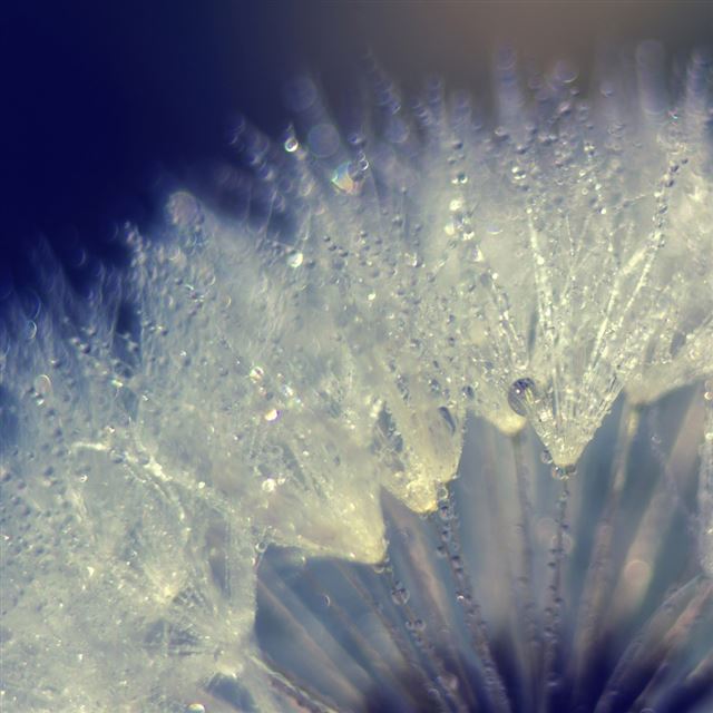 1024x1024 Dandelion - dandelion iPad Wallpaper