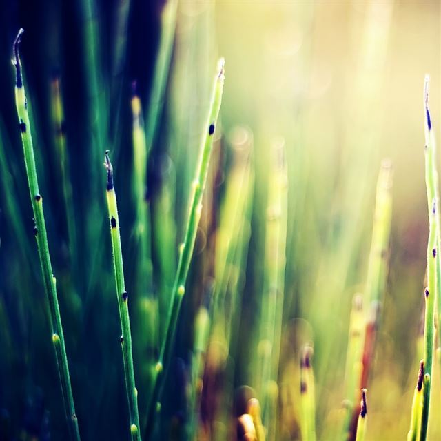 1024x1024 Plant - plant iPad Wallpaper