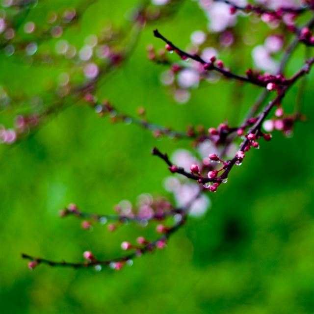 1024x1024 Pink Buds Bokeh - bokeh iPad Wallpaper