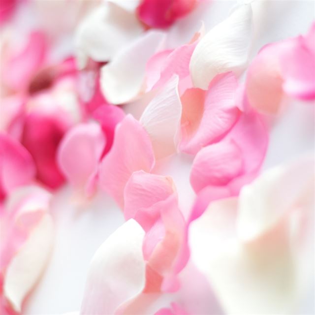 1024x1024 Pink Orchid Flowers -  iPad Wallpaper