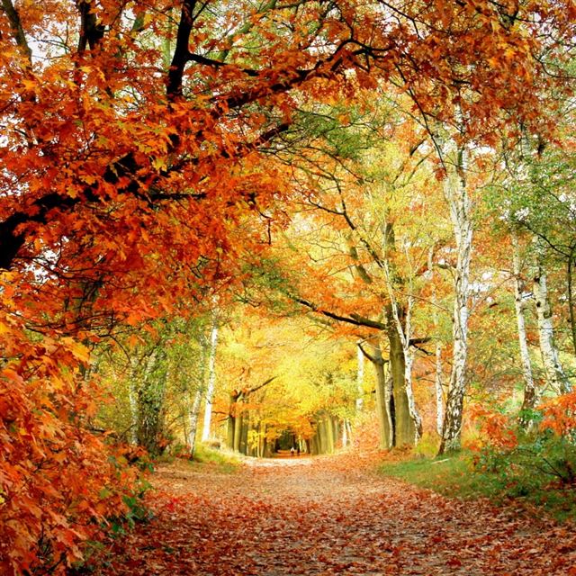1024x1024 Red Foliage - tree iPad Wallpaper