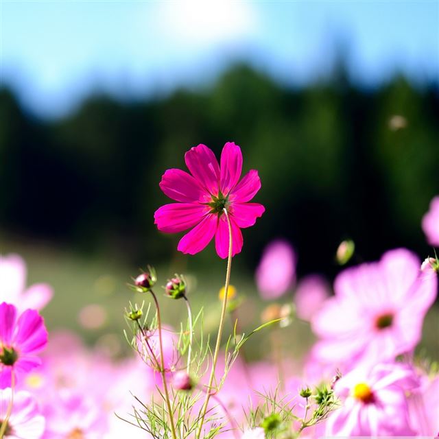 1024x1024 Pink Cosmos Flowers - cosmos iPad Wallpaper