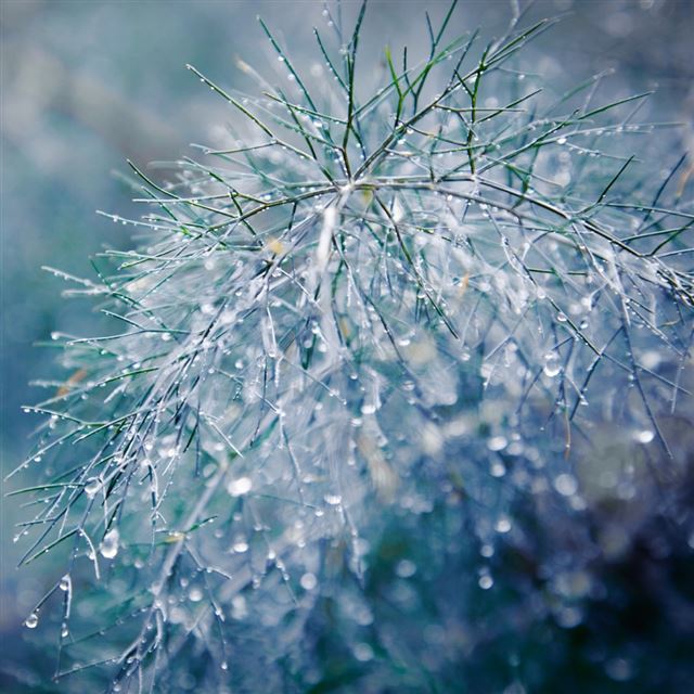 1024x1024 Raindrops Bokeh - plant iPad Wallpaper