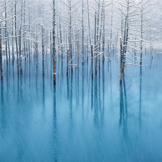 1024x1024 Snow Pond - tree iPad Wallpaper