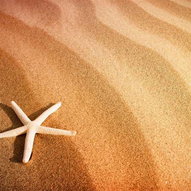 1024x1024 Starfish And Sand - brown iPad Wallpaper