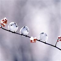 Flowers birds outdoors wallpaper