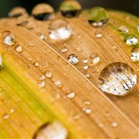 Water drops on a leaf wallpaper