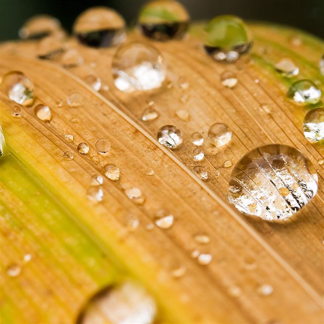 1024x1024 Water drops on a leaf - drops iPad Wallpaper