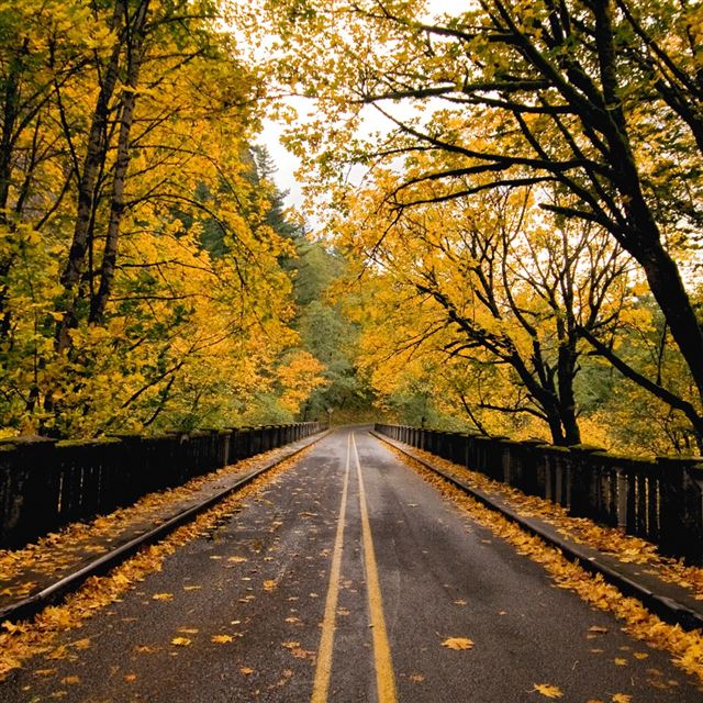 1024x1024 Autumn Road - yellow iPad Wallpaper