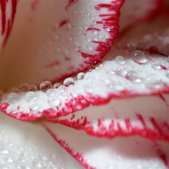 1024x1024 Droplets - droplets iPad Wallpaper