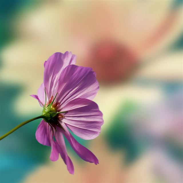 1024x1024 Cosmos 1 - cosmos iPad Wallpaper