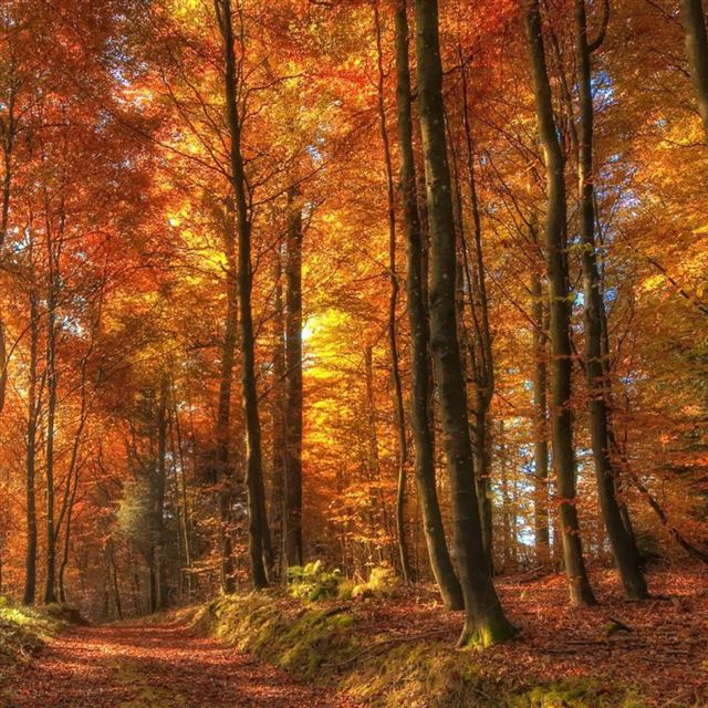 1024x1024 Path In The Forest - leafs iPad Wallpaper