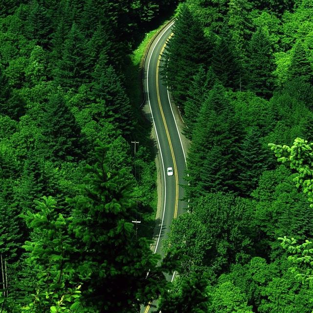 1024x1024 Roadscape - tree iPad Wallpaper