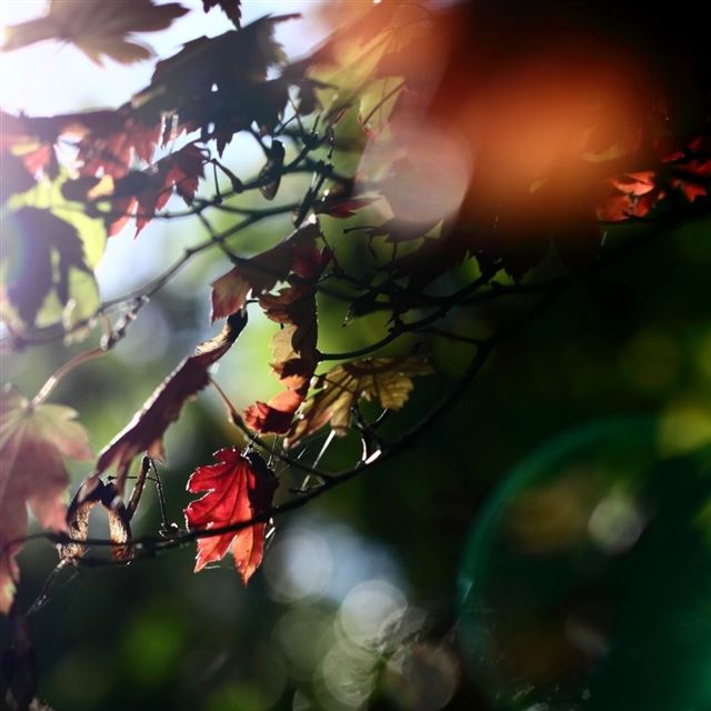 1024x1024 Red Maple Leaves - green iPad Wallpaper