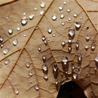 Water Drops On A Dried Maple Leaf wallpaper
