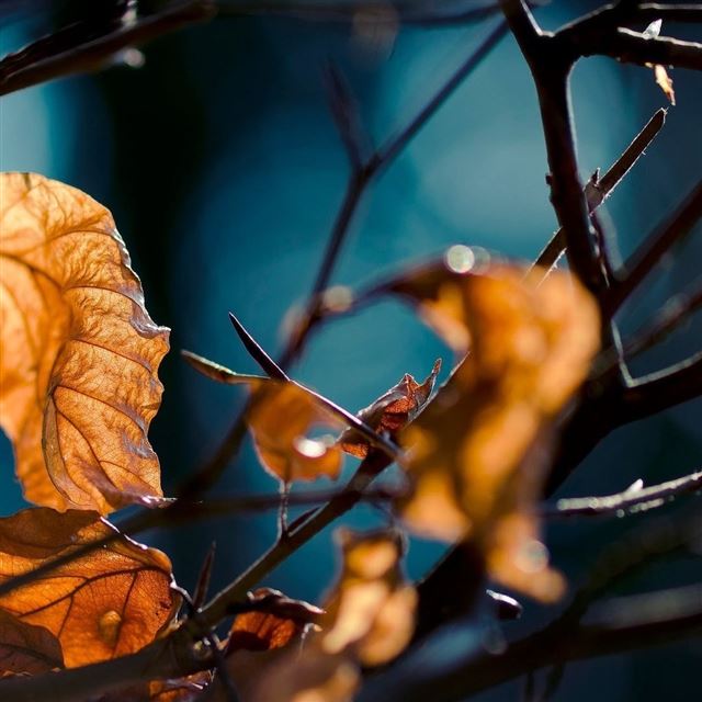 1024x1024 The Autumn Is Coming - leafs iPad Wallpaper